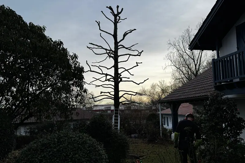 Démontage d’un arbre par tronçons retenus à la corde