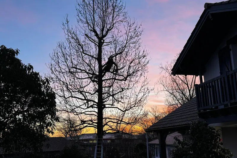 Démontage d’un arbre par tronçons retenus à la corde